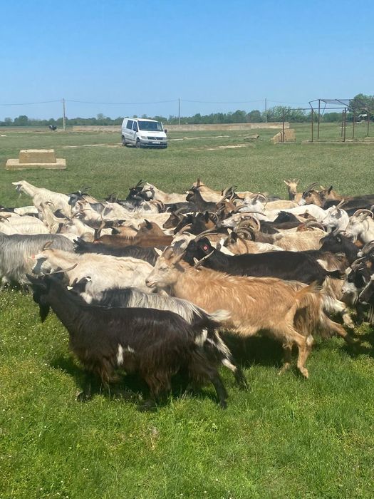 Vând 81 de capre bune de lapte