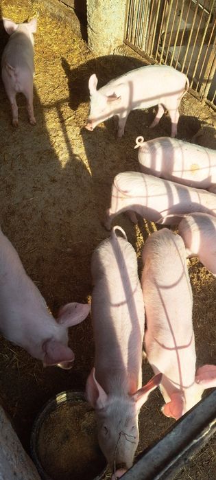 Vând iepurași de casa