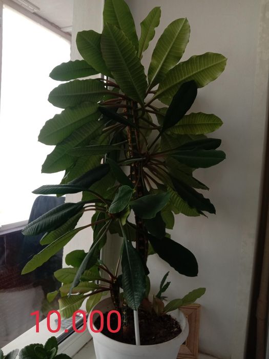 Продам живые комнатные цветы г