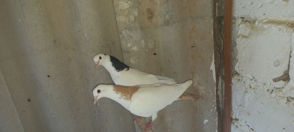 Белые голуби белые