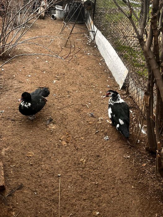 Продается индоутки самка,самец молодые  цена 5000тенге
