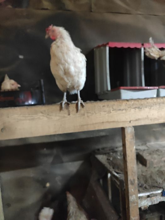 Продам кур молодок