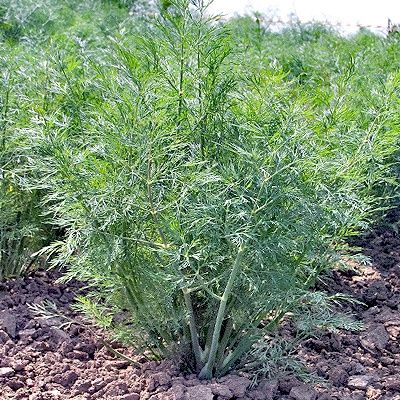 Продажа семян укропа Дельта 100 гр