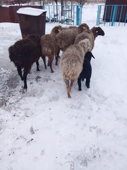 Продам овцематок и кошкара