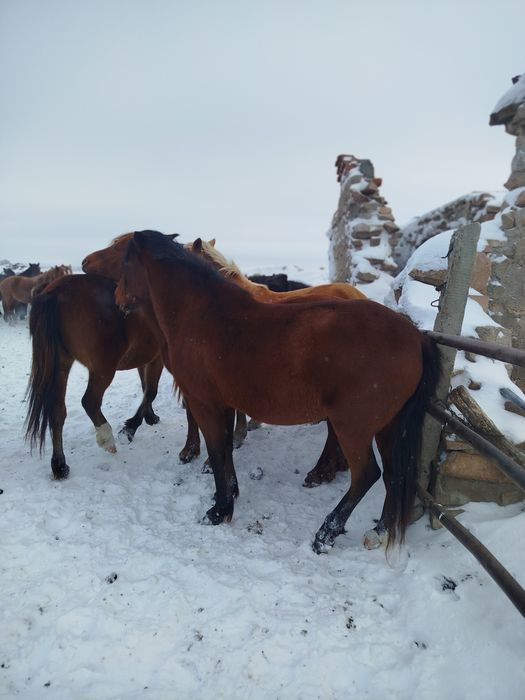 Продам кабылу жеребую 9 лет