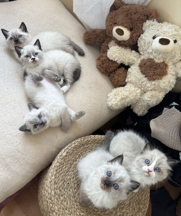 търсят си нов дом