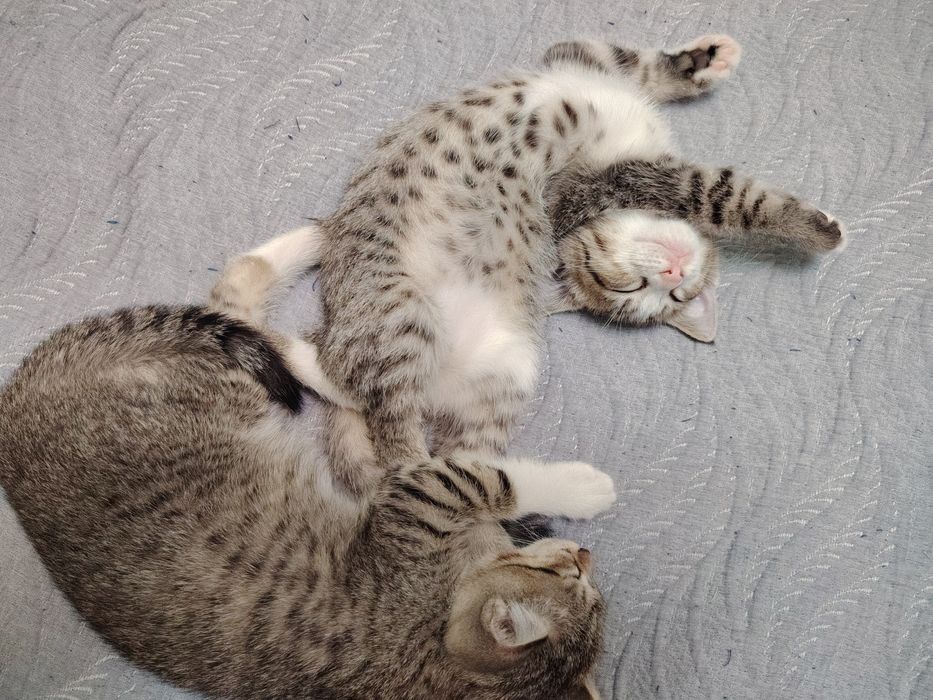 Котята два месяца