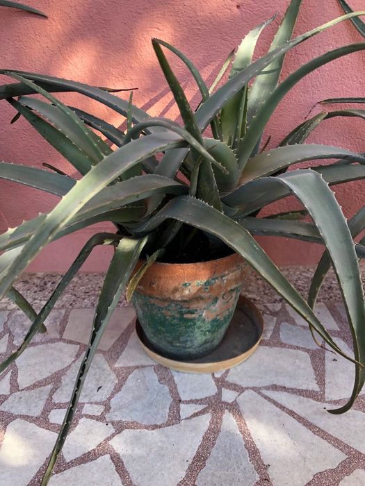 Алое Вера Растения