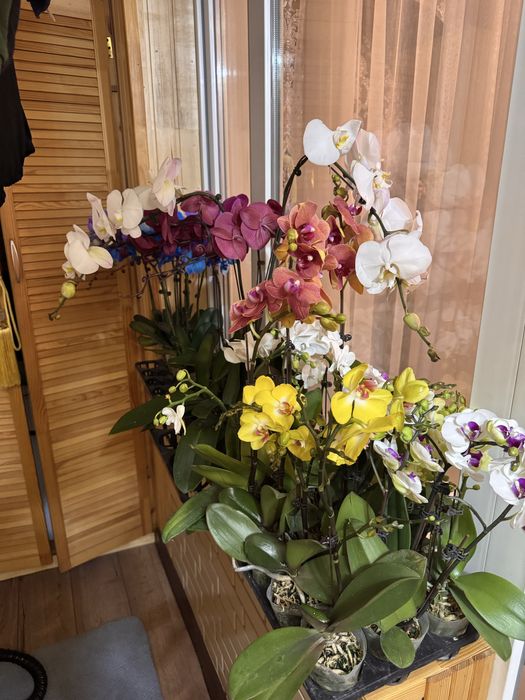 Орхидеи от 40 сантиметров  до 120 см