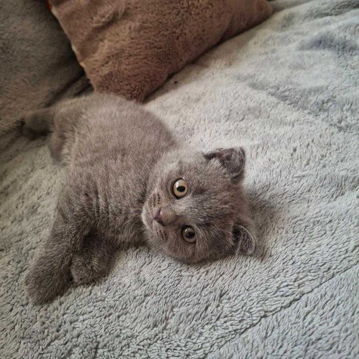 3 Женски клепоухи котенца британчета.