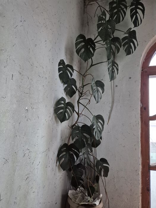 Продам монстеру .