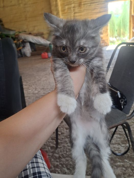 Отдам котят в добрые руки, к лотку приучены