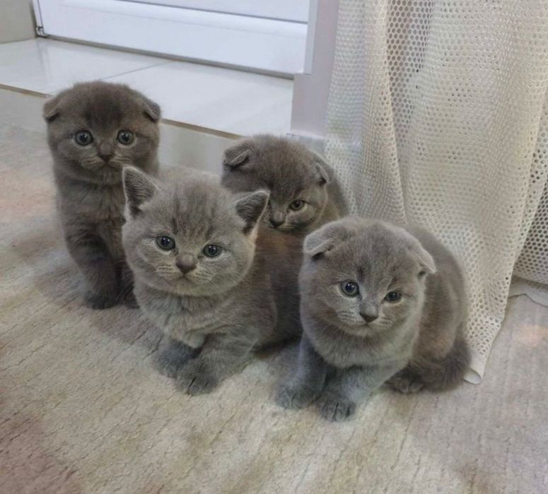 Голубые прямоушки и вислоушки!