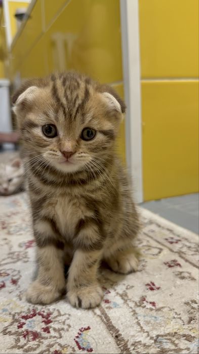 котята  шотланцы