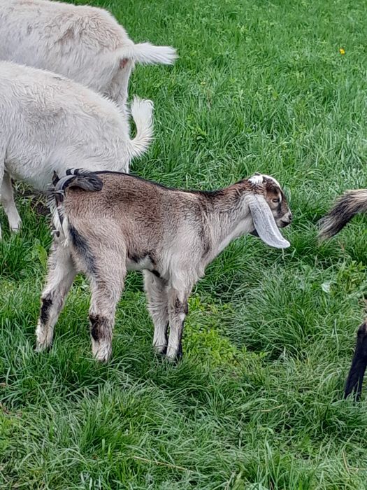 Capra metis anglo nubian
