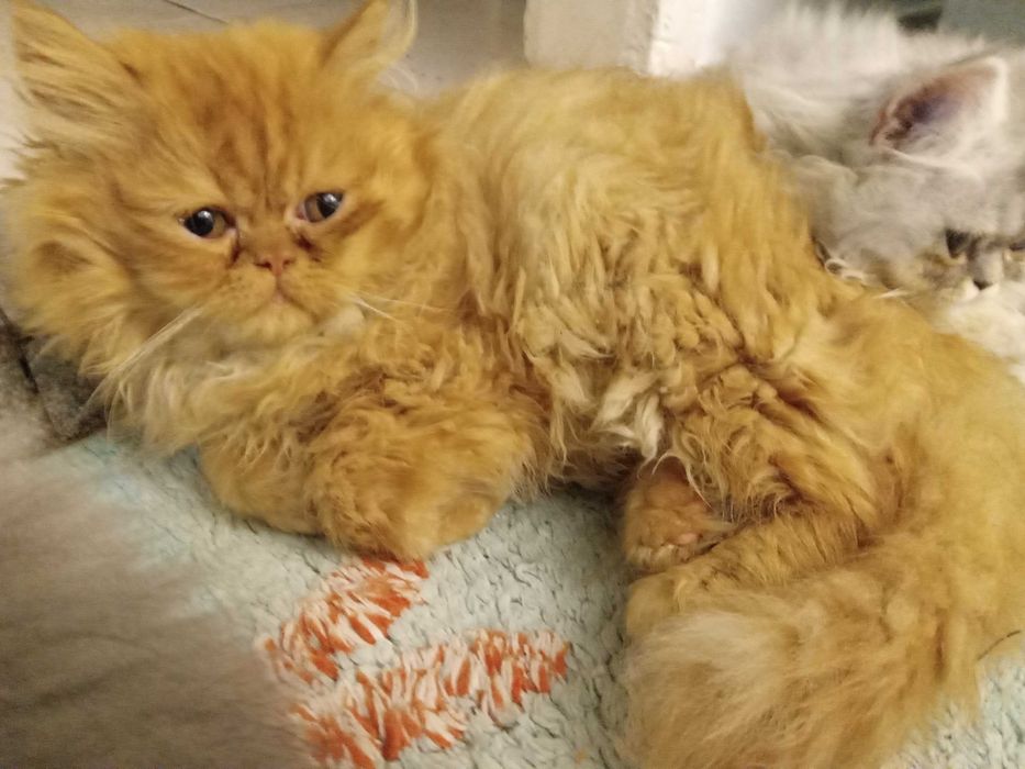 Персийски котенца