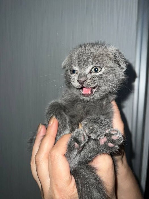 Продам чистокровных фолдов от правильной вязки