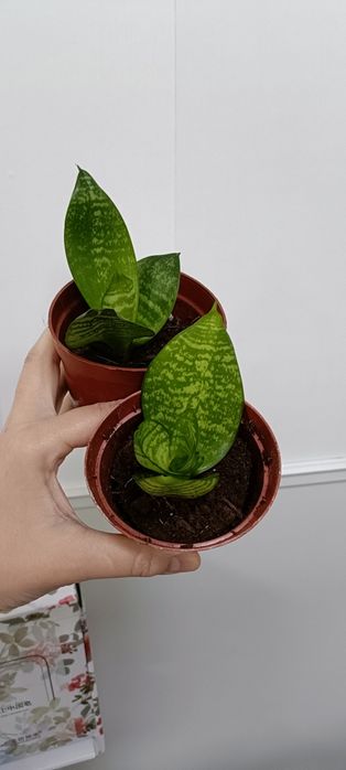 Сансевиерия:1500 тенге