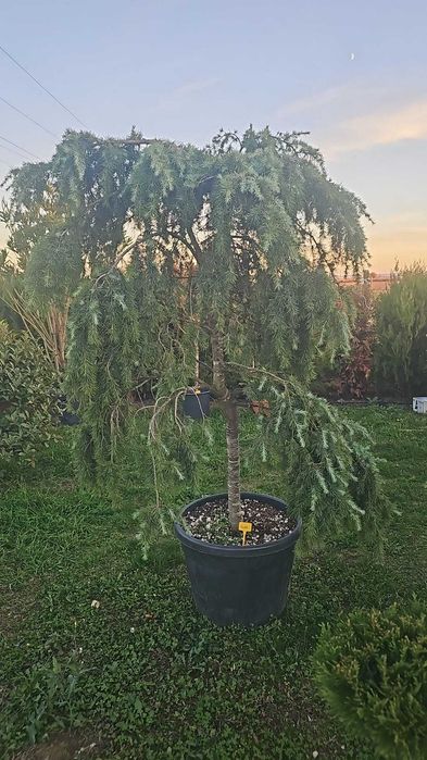 plante si seminte