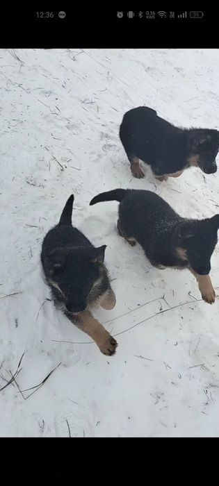 Щенки немецкой овчарки