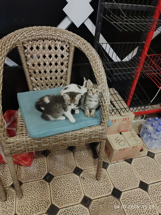 Милые котята ищут себе дом