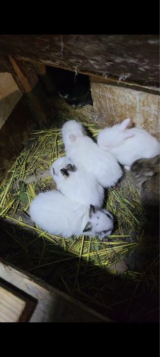 Кролики декоративные