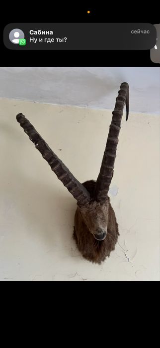 Продам голову горного козла