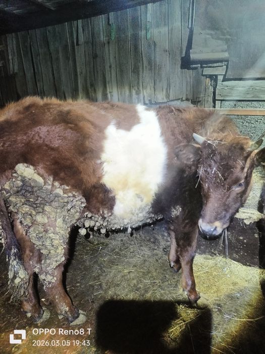 Продаю Быков и тёлок