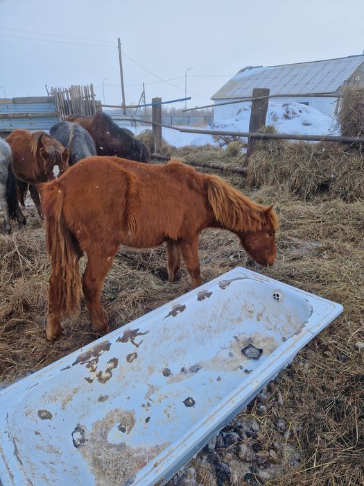 Продам двух жеребят