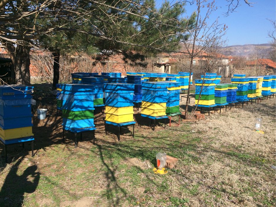 Чист натурален пчелен мед от Средна гора