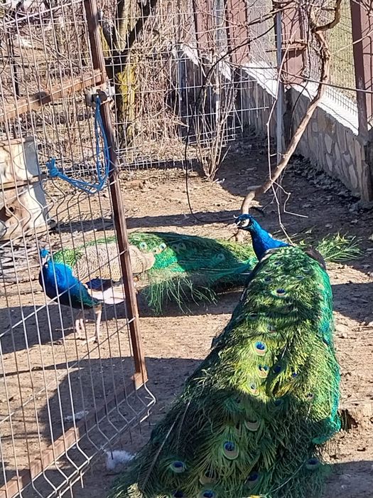 Păuni de rasă: Albi, Arlechin și Albaștri Indieni – Diverse vârste / Perechi