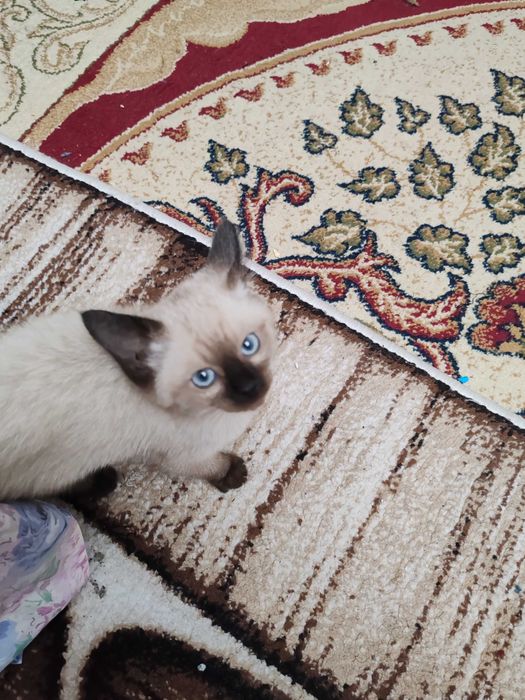 Котенок сиамский