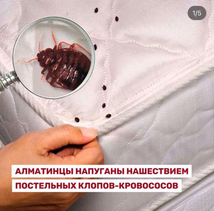 От клещей и муравьев