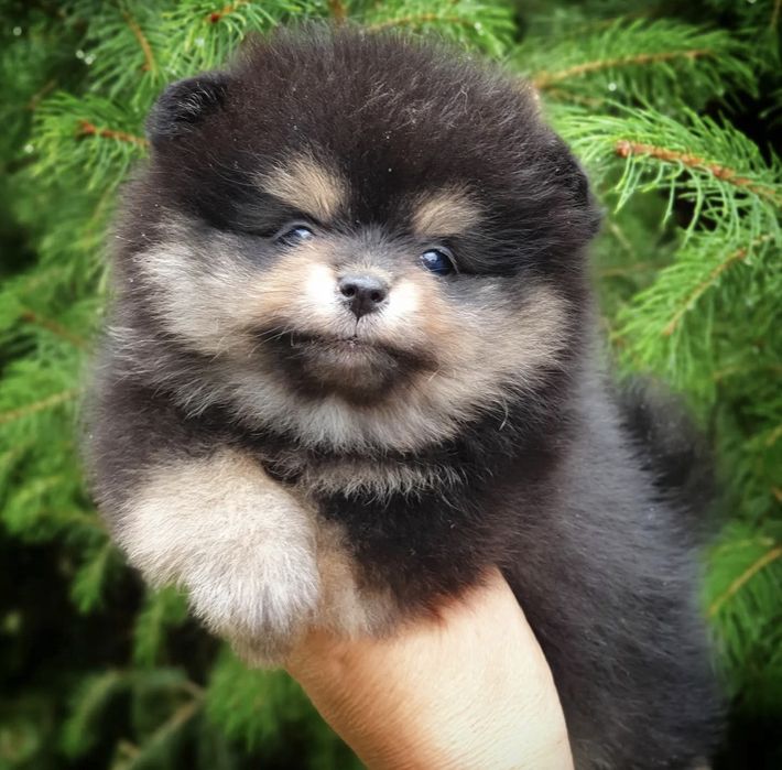 Продаются щенки шпица