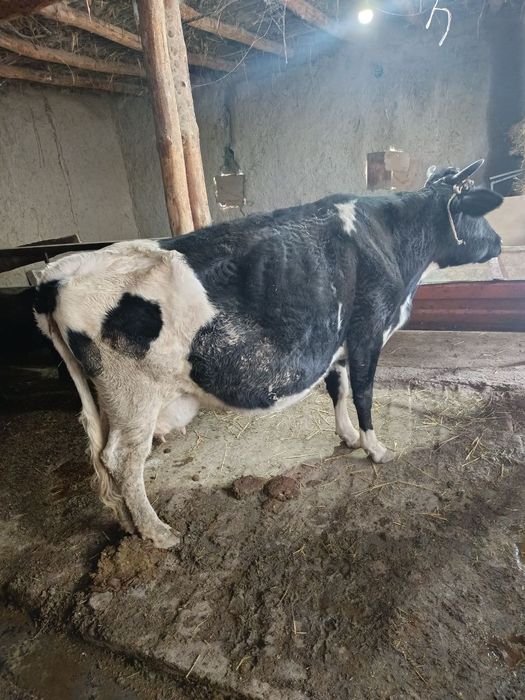 Ona-bola sigr sotiladi