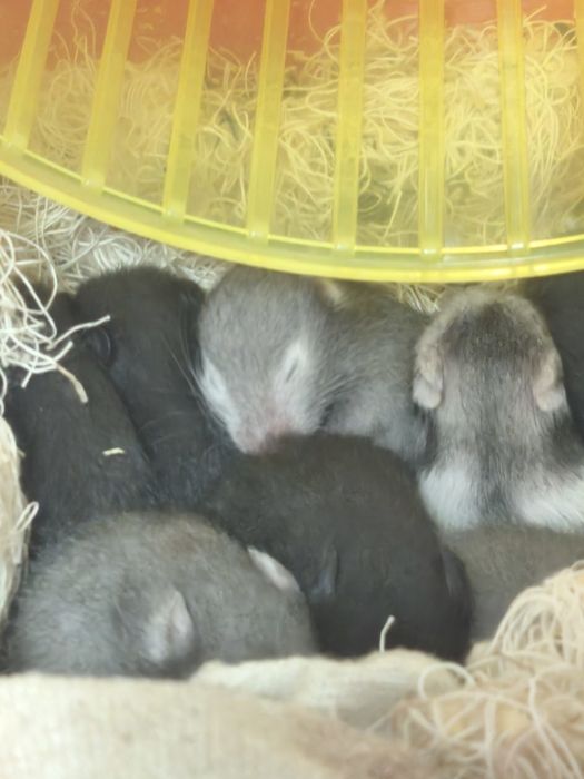 Vând urgent hamsteri sirieni.