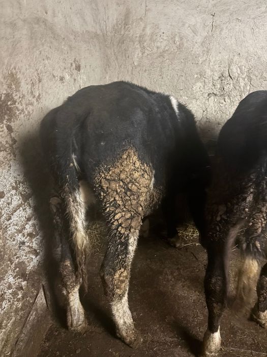 De vânzare 5 vitele