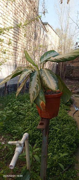 Продам аглаонему сильвер бей