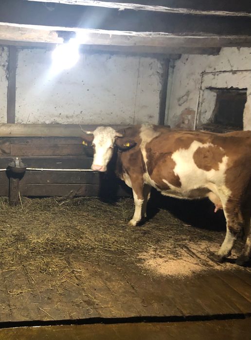 Vând vaca cu vițel