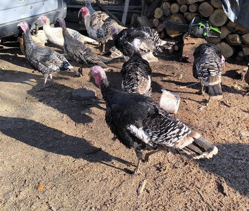 Продават се Пуйки