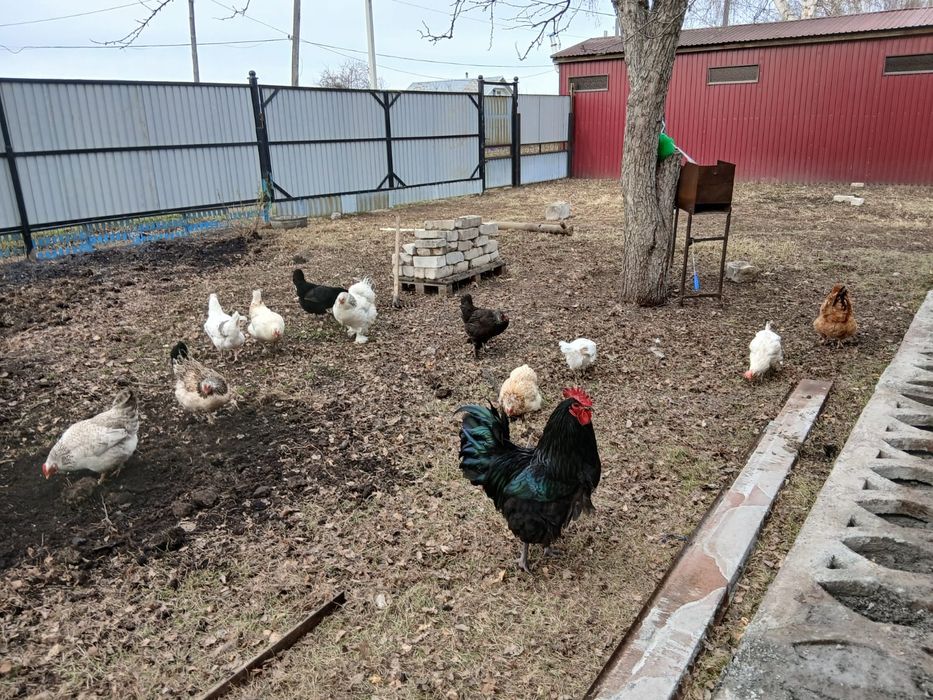 Продам домашние яйца