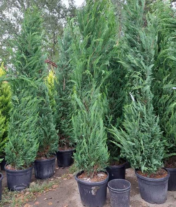 Plante Decorative Leylandii Cupressocyparis