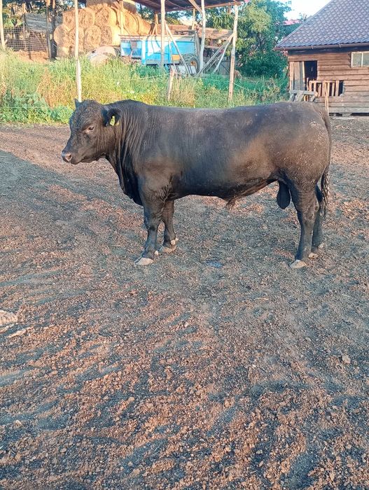Vând taur angus pentru reproducție