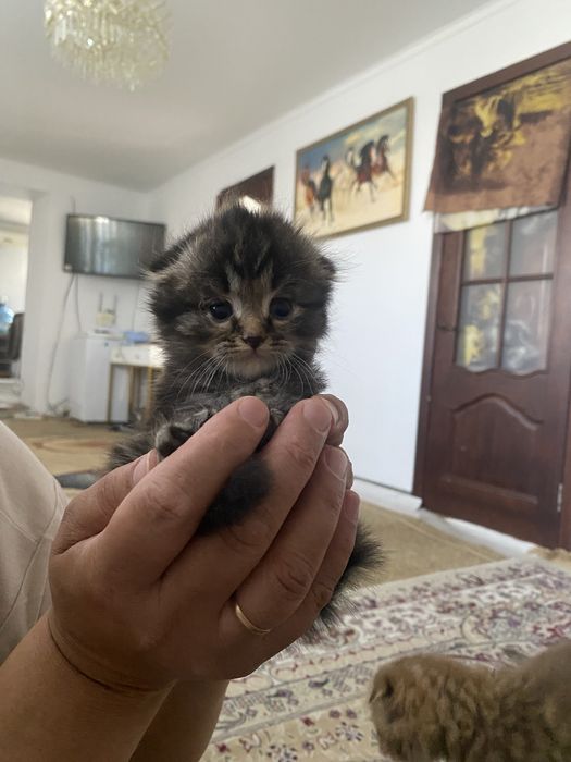котята вислоухие