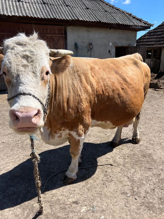 Bălțata românească