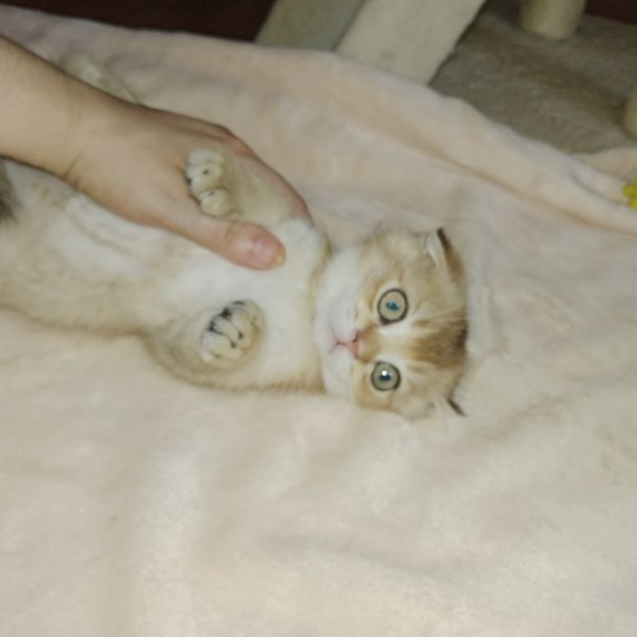 Золотая Шиншила девочка Скоттиш фолд