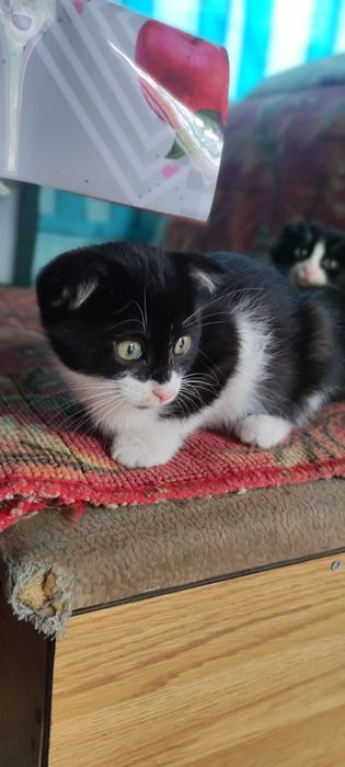 Котенок в добрые руки