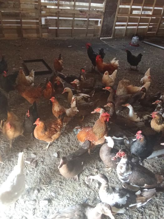 Домашние  куры молодки