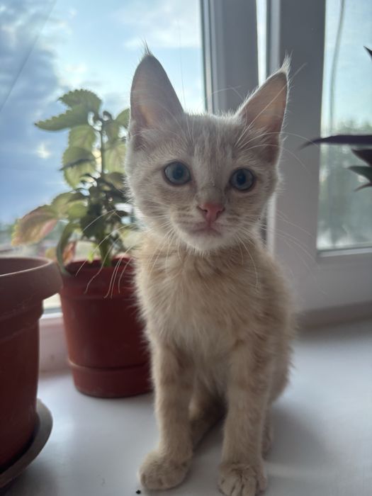 Отдам в добрые руки котенка