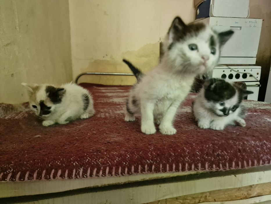 Подарявам малки котки